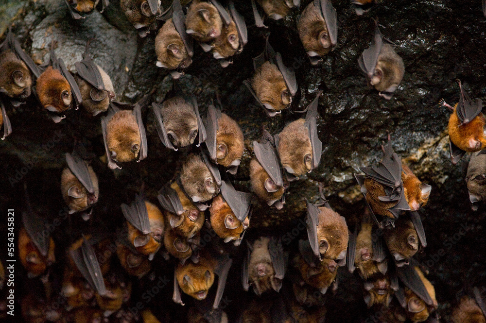Cave filled with Noack's roundleaf bats (Hipposideros ruber); Bioko Island, Equatorial Guinea Cave filled with Noack's roundleaf bats (Hipposideros ruber); Bioko Island, Equatorial Guinea