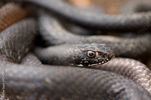 Portrait of a Western coachwhip snake (Masticophis flagellum); Shawnee, Kansas, United States of America photo