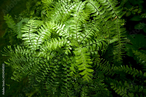 Maidenhair fern (Adiantum); Crosslake, Minnesota, United States of America photo