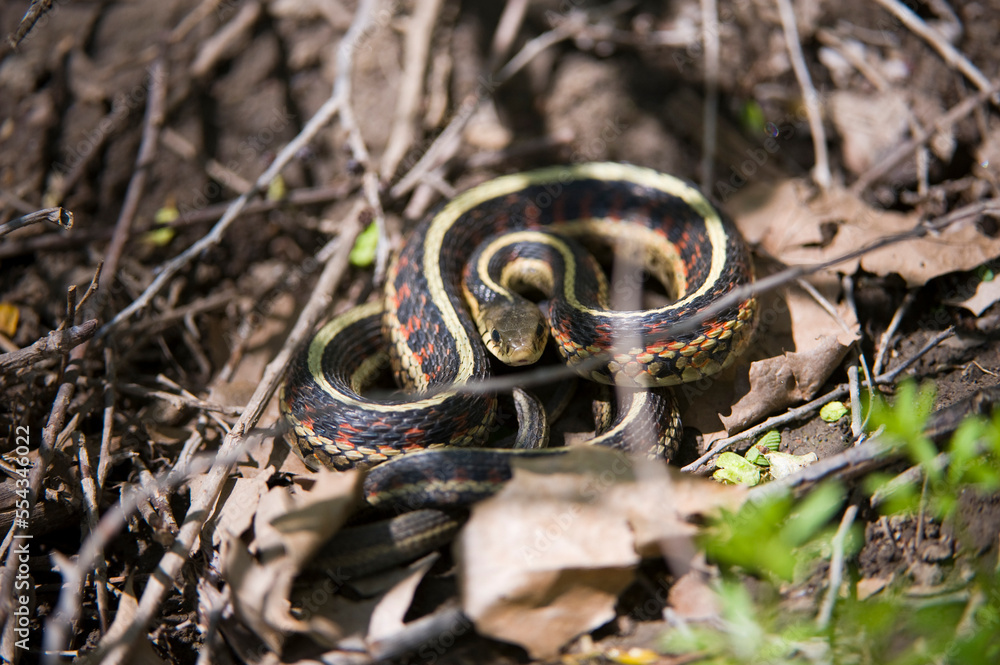 Close up portrait of a Garter snake (Thamnophis Sirtalis) camouflaged in leaf debris on the forest floor; Peru, Nebraska, United States of America Close up portrait of a Garter snake (Thamnophis Sirtalis) camouflaged in leaf debris on the forest floor; Peru, Nebraska, United States of America
