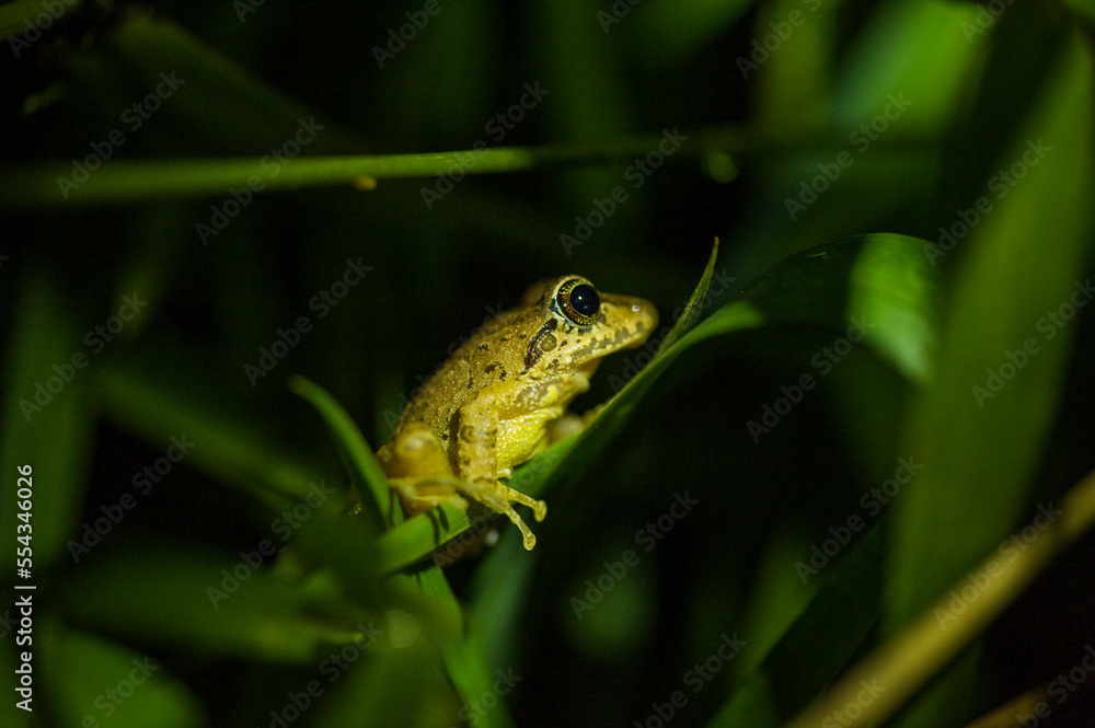 Close-up portrait of a Lesser Pilalo robber frog (Eleutherodactylus or Pristimantis actites); Reserva Las Gralarias, Mindo, Pichincha, Ecuador Close-up portrait of a Lesser Pilalo robber frog (Eleutherodactylus or Pristimantis actites); Reserva Las Gralarias, Mindo, Pichincha, Ecuador