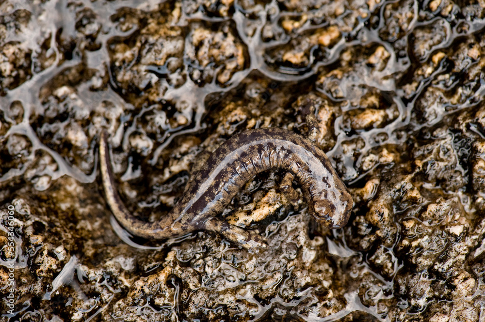 Camouflaged Mount Lyell salamander (Hydromantes platycephalus) in Kings Canyon National Park, Sierra Nevada, Sixty Lake Basin, California, USA; California, United States of America Camouflaged Mount Lyell salamander (Hydromantes platycephalus) in Kings Canyon National Park, Sierra Nevada, Sixty Lake Basin, California, USA; California, United States of America
