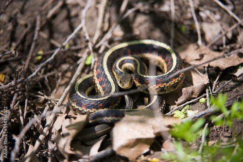 Close up portrait of a Garter snake (Thamnophis Sirtalis) camouflaged in leaf debris on the forest floor; Peru, Nebraska, United States of America photo