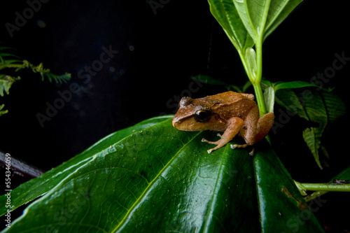 Portrait of a Cachabi robber frog (Eleutherodactylus achatinus) resting on a leaf in Reserva Las Gralarias, Ecuador; Mindo, Pichincha, Ecuador photo