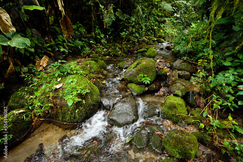 Reserva Las Gralarias, where chytrid fungus has not hit yet; Mindo, Pichincha, Ecuador photo