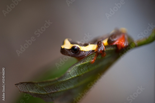 Portrait of a Clown frog (Dendropsophus bifurcus) sitting on a leaf; Quito, Ecuador photo