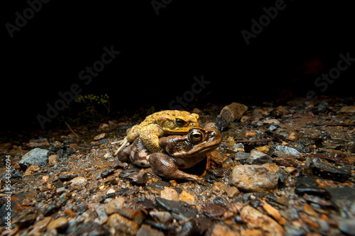Marine or cane toads, Rhinella marina, in amplexus; Limon, Ecuador photo