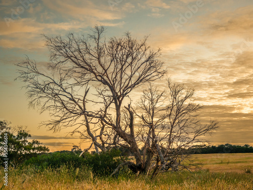 Sunset Tree