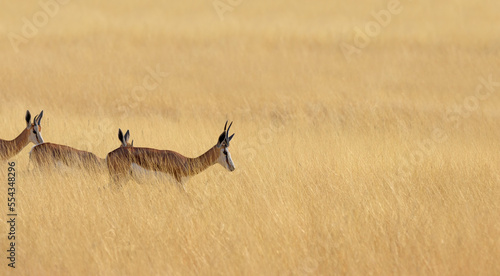 springboks (Antidorcas marsupialis) in the kalahri desert, beautiful afternoon light photo