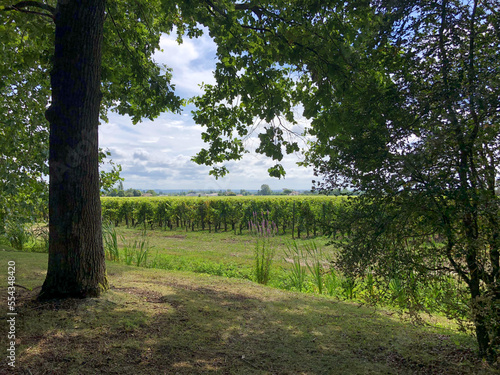 Trees overlooking wine and grape vineyard in St Emillion France photo