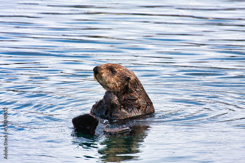 Closeup photo of a sea otter looking to the side while in the montery boat harbor.
