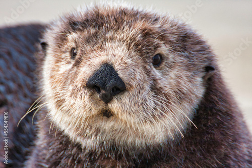 Head shot of a cute young sea otter.