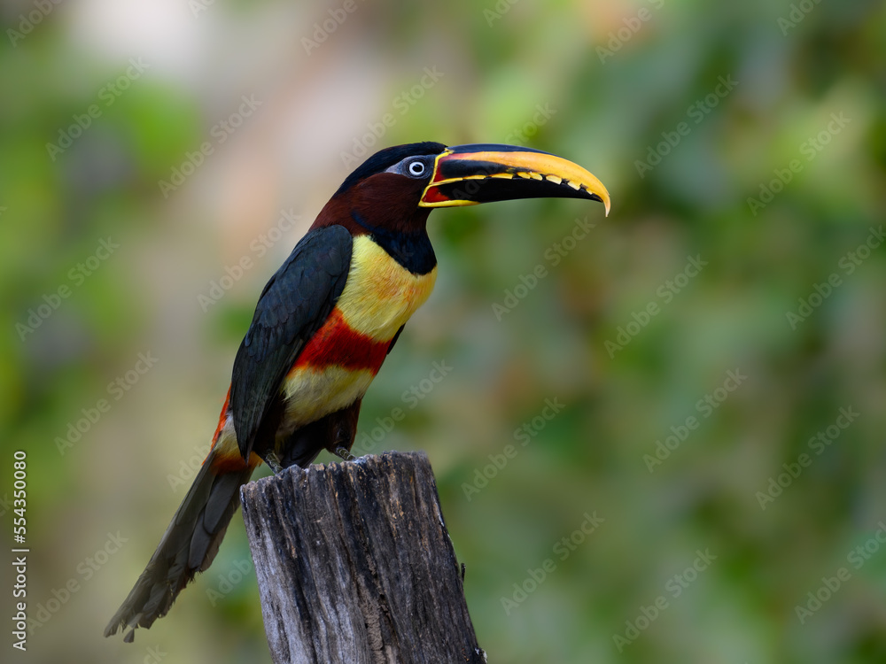 Fototapeta premium Chestnut-eared Aracari c;oseup portrait on green background in Pantanal, Brazil