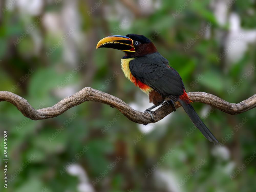 Fototapeta premium Chestnut-eared Aracari closeup portrait on green background in Pantanal, Brazil