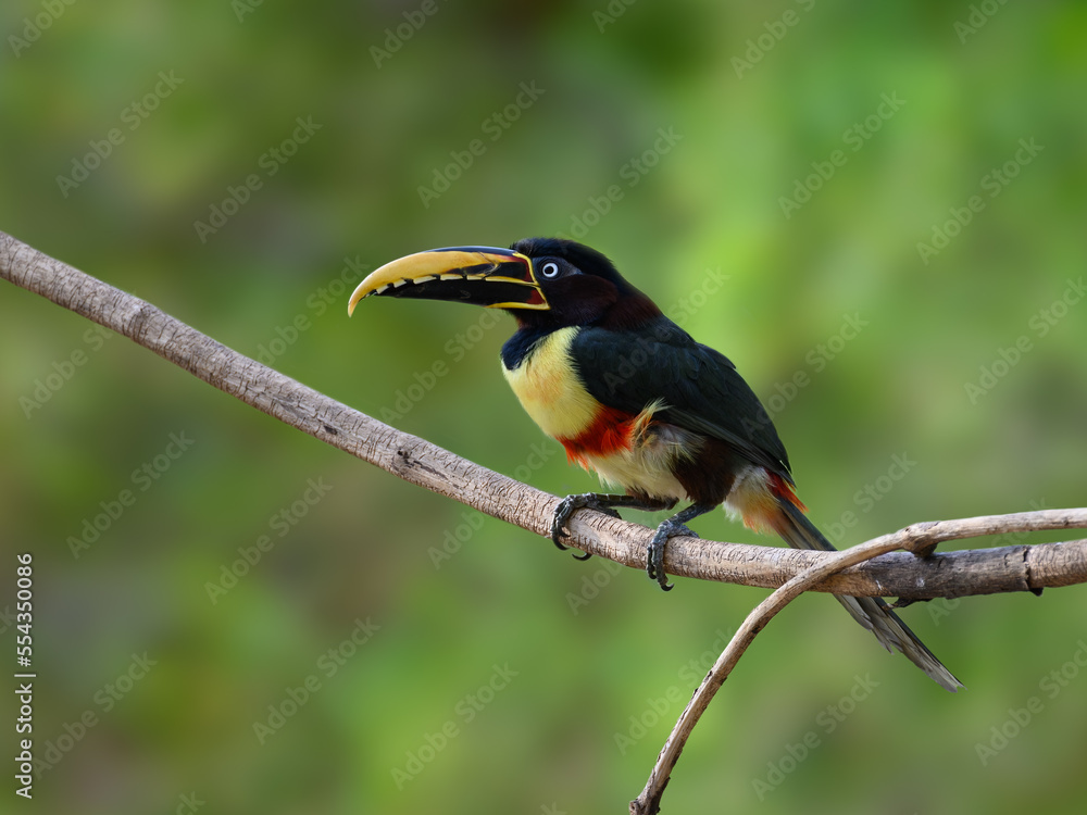 Obraz premium Chestnut-eared Aracari closeup portrait on green background in Pantanal, Brazil
