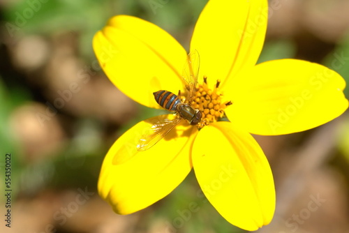 Hoverfly on a yellow wildflower in Cotacachi, Ecuador