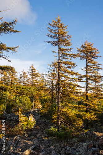 Marked hiking trail through the larch forest. On the stones are signs with yellow diamonds indicating the hiking trail. Travel in nature. Ecological tourism. Autumn season. View of larch trees.