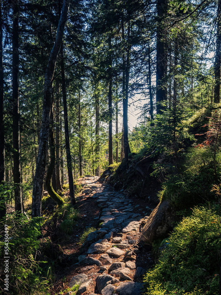 Fototapeta premium Rocky mountain path through the forest