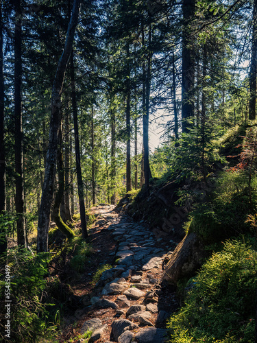 Rocky mountain path through the forest