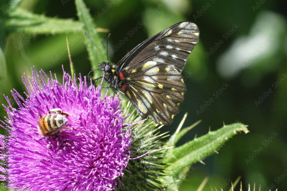 Honey bee and butterfly on a Scotch thistle flower in Cotacachi, Ecuador Honey bee and butterfly on a Scotch thistle flower in Cotacachi, Ecuador