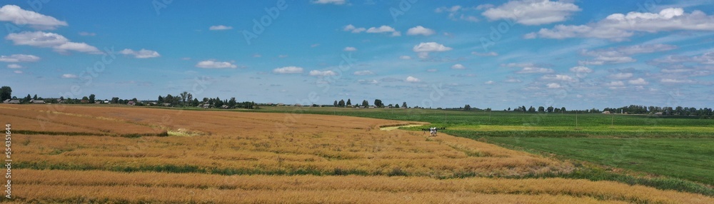 An agricultural drone is spraying pesticides on a field with a growing crop. Flight of an agricultural drone. Agricultural drone in operation in summer. Processing the field with pesticides by drone.