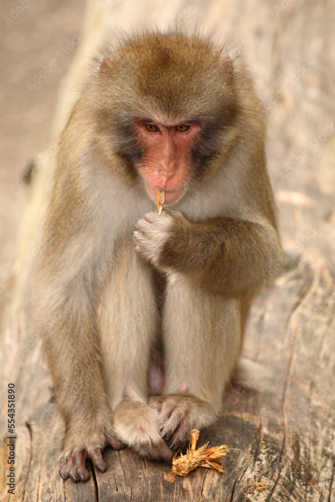 Rotgesichtsmakake oder Japanmakak / Japanese macaque or Snow monkey / Macaca fuscata Rotgesichtsmakake oder Japanmakak / Japanese macaque or Snow monkey / Macaca fuscata