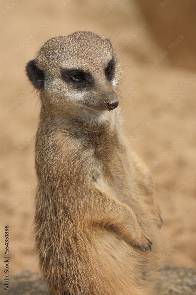 Fototapeta premium Erdmännchen / Suricate or Meerkat / Suricata suricatta