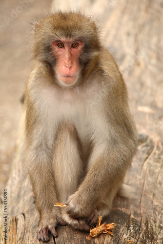 Rotgesichtsmakake oder Japanmakak / Japanese macaque or Snow monkey / Macaca fuscata © Ludwig
