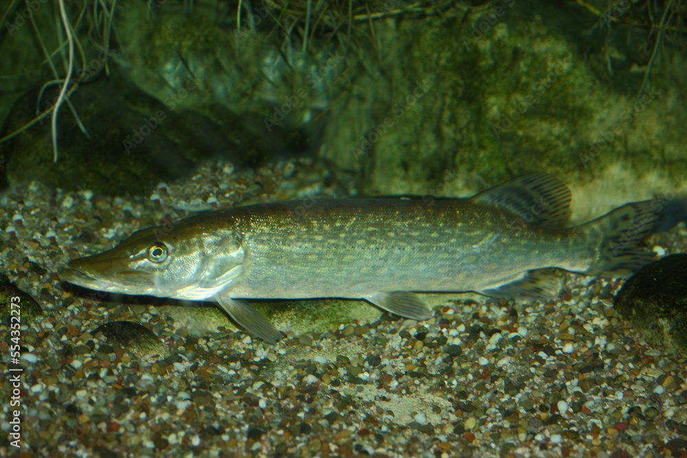 Hecht / Northern pike / Esox licius Hecht / Northern pike / Esox licius