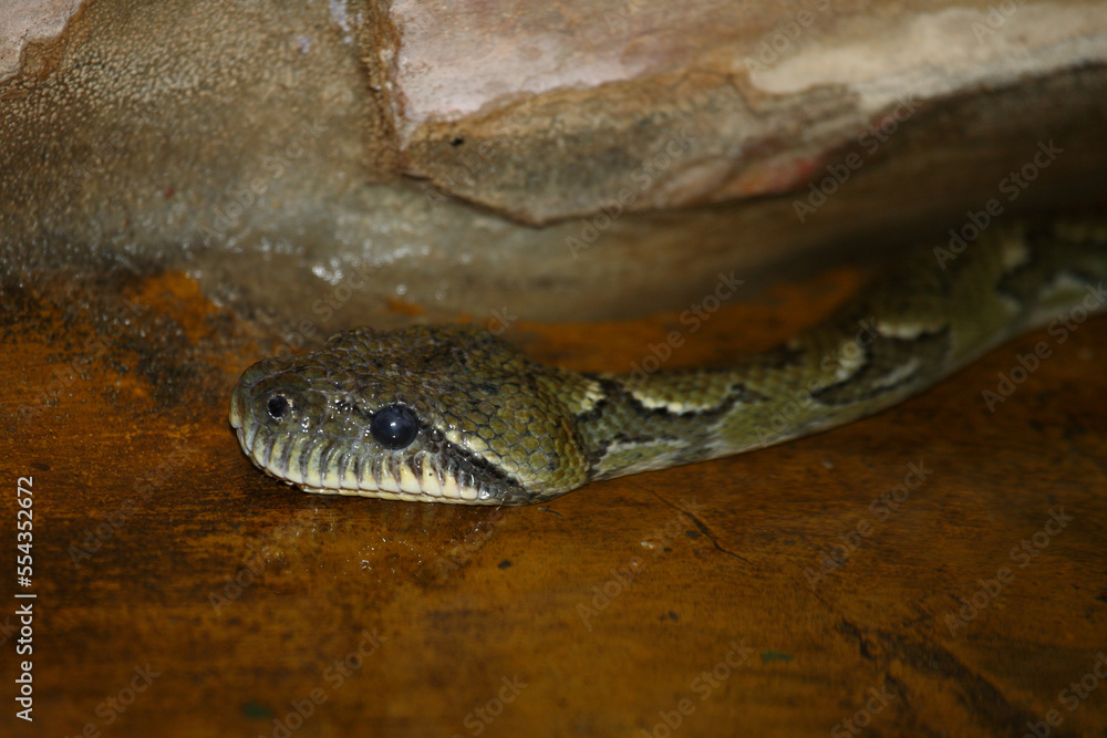 Fototapeta premium Madagaskar-Hundskopfboa / Madagascar tree boa / Sanzinia madagascariensis