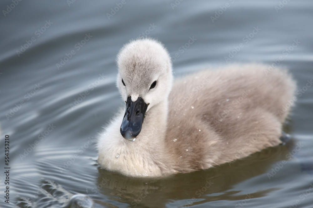 Höckerschwan / Mute swan / Cygnus olor. Höckerschwan / Mute swan / Cygnus olor.