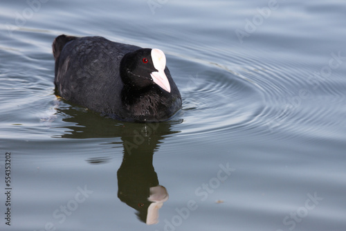 Blässhuhn / Eurasian coot / Fulica atra