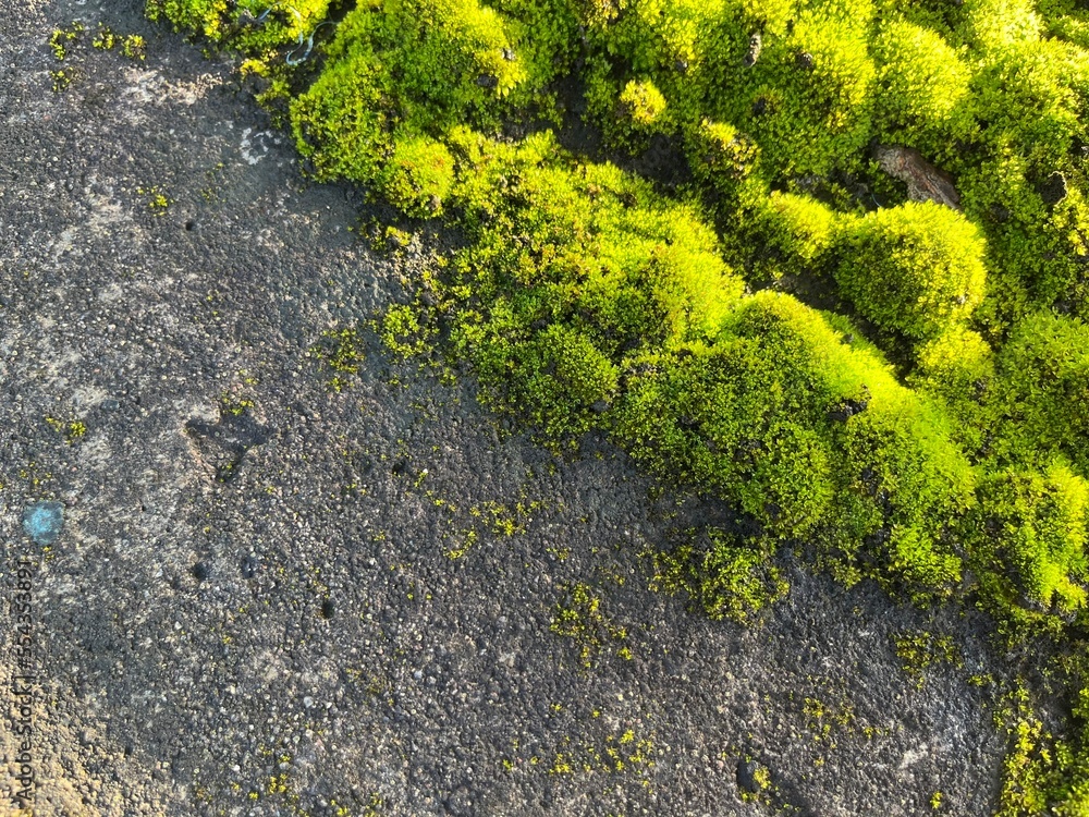 Background of growing moss on concrete texture under the sunlight.