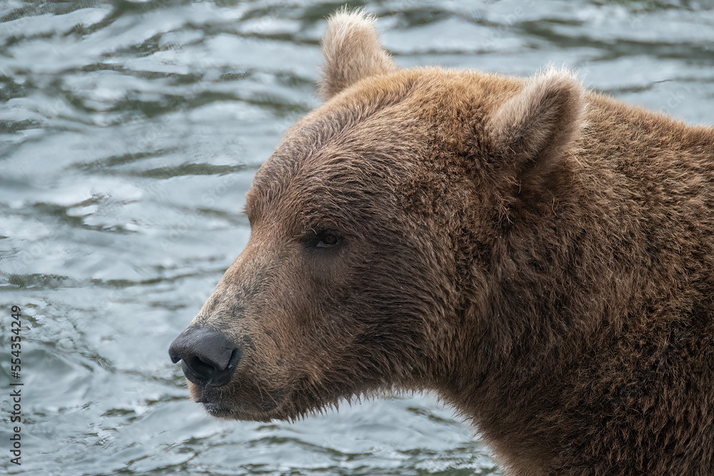 Brown Bear at Brooks Falls , Katmai National Park, Alaska Brown Bear at Brooks Falls , Katmai National Park, Alaska