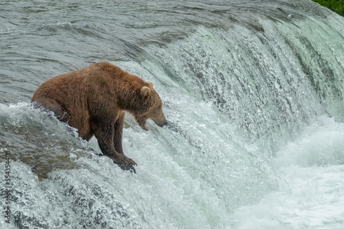 Wallpaper Mural Brown Bear at Brooks Falls waiting for Salmon, Katmai National Park, Alaska Torontodigital.ca