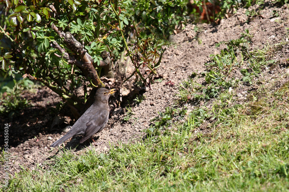 Amsel oder Schwarzdrossel / Blackbird / Turdus merula Amsel oder Schwarzdrossel / Blackbird / Turdus merula