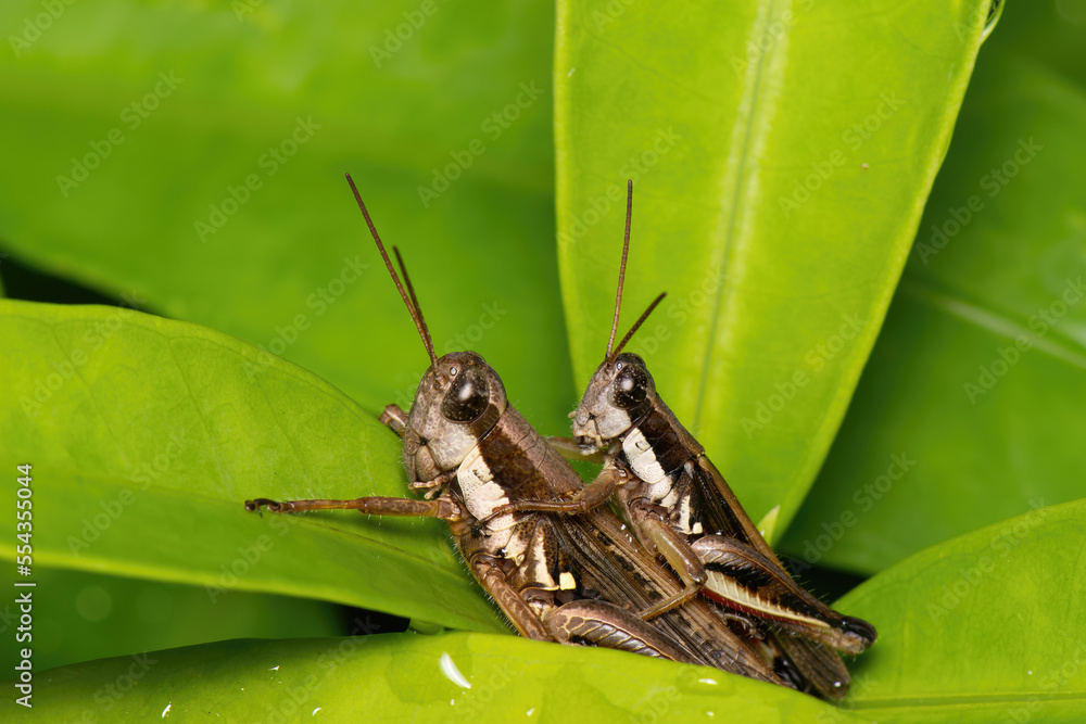 Acasalamento de gafanhotos