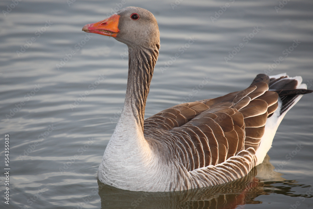 Graugans / Greylag goose / Anser anser Graugans / Greylag goose / Anser anser