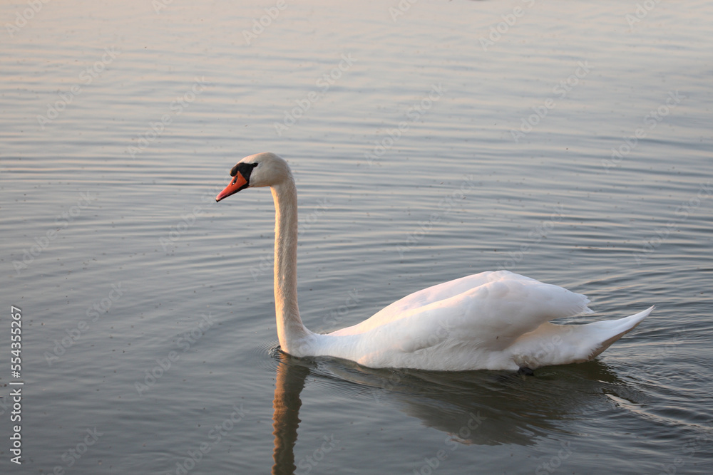 Fototapeta premium Höckerschwan / Mute swan / Cygnus olor
