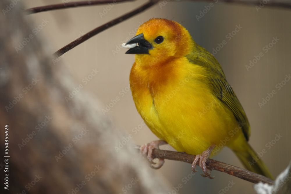 Obraz premium Genickbandweber / Taveta weaver / Ploceus castaneiceps - Hyphantornis castaneiceps