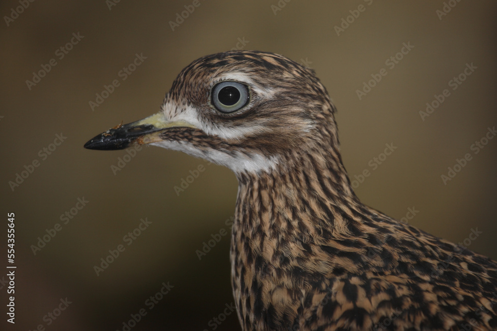Kaptriel / Spotted thick-knee / Burhinus capensis Kaptriel / Spotted thick-knee / Burhinus capensis