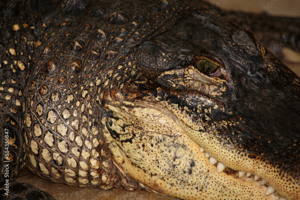 Obraz premium Mississippi-Alligator oder Hechtalligator / American alligator / Alligator mississippiensis