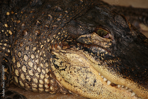 Mississippi-Alligator oder Hechtalligator   American alligator   Alligator mississippiensis
