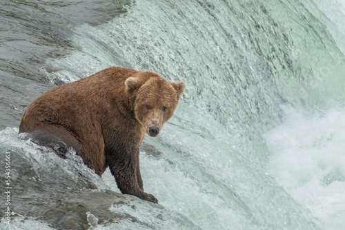 Brown Bear at Brooks Falls waiting for Salmon  Katmai National Park  Alaska  