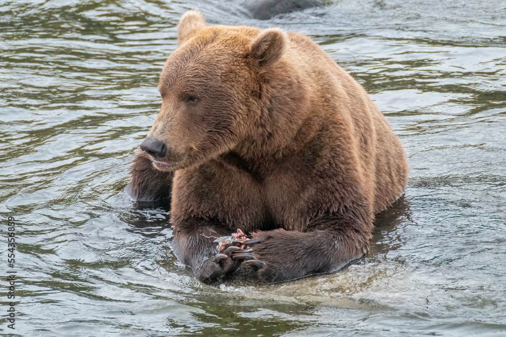 Brown Bear eating Salmon, Brooks Falls, Katmai National Park, Alaska Brown Bear eating Salmon, Brooks Falls, Katmai National Park, Alaska