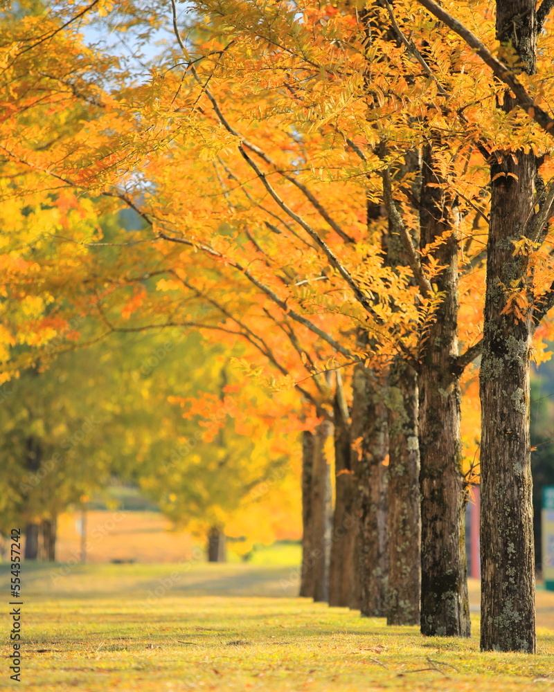 Obraz premium メタセコイアの紅葉