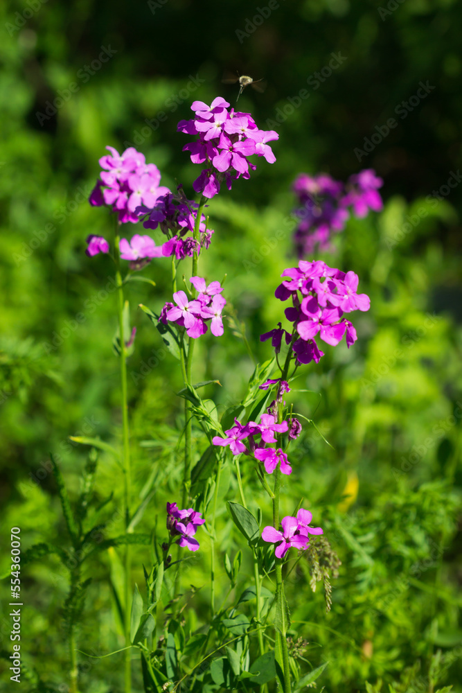 Hesperis pycnotricha, of the family Brassicaceae. Central Russia. Hesperis pycnotricha, of the family Brassicaceae. Central Russia.