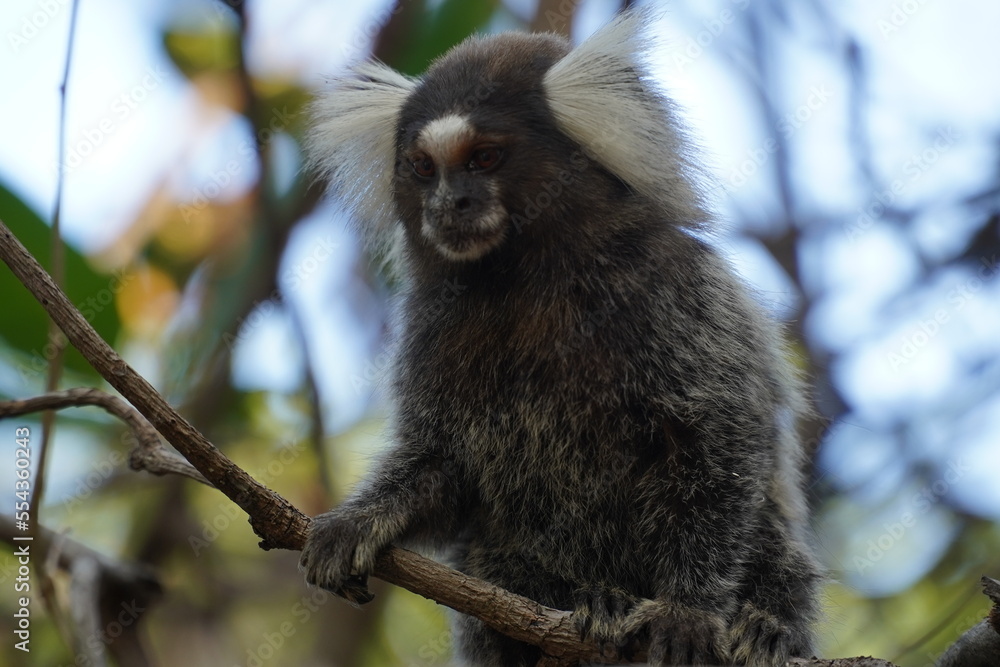 Obraz premium Marmoset monkey (Callithrix jacchus) also called white tufted eared marmoset. Wild specimen in its natural habitat, the Atlantic jungle in northeastern Brazil near the village Pecem, state of Ceara.