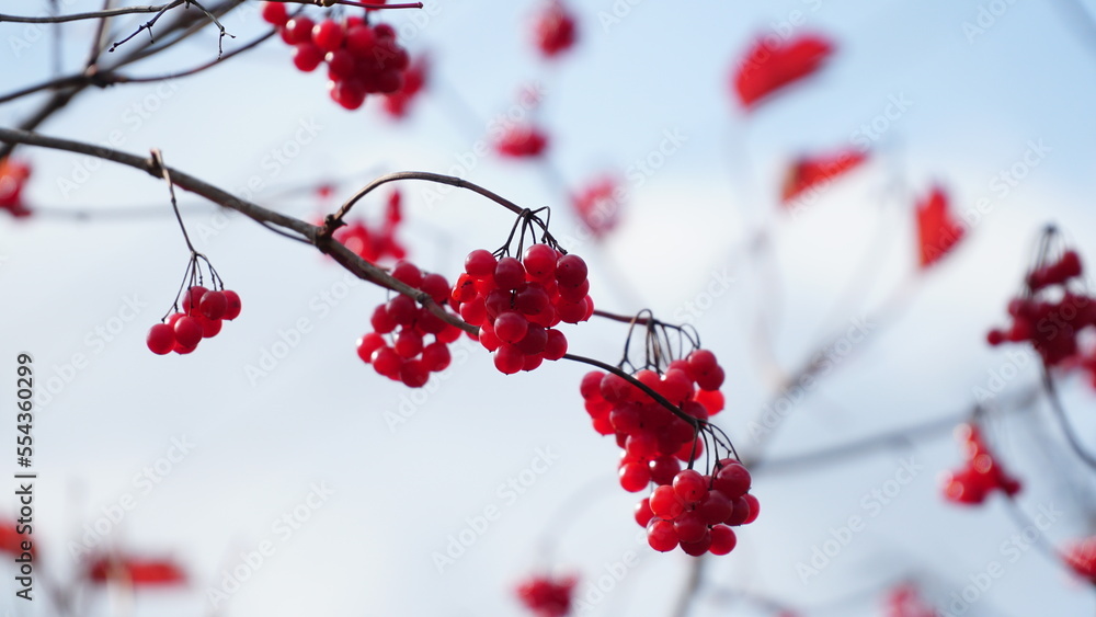 Viburnum opulus are on blurred background. Beautiful autumn background with red berries of viburnum. guelder-rose, water elder, cramp bark, snowball tree and European cranberrybush. Viburnum opulus are on blurred background. Beautiful autumn background with red berries of viburnum. guelder-rose, water elder, cramp bark, snowball tree and European cranberrybush.