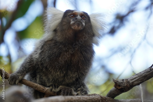 Photography Marmoset monkey (Callithrix jacchus) also called white tufted eared marmoset